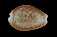 藏品(紅花寶螺)的圖片